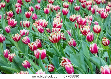 Colorful Tulips Flower