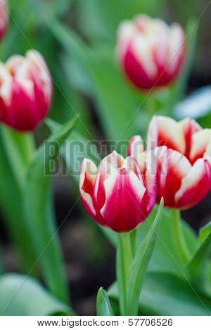 Colorful Tulips Flower
