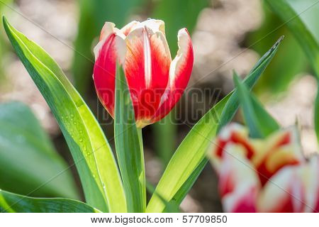 Colorful Tulips Flower