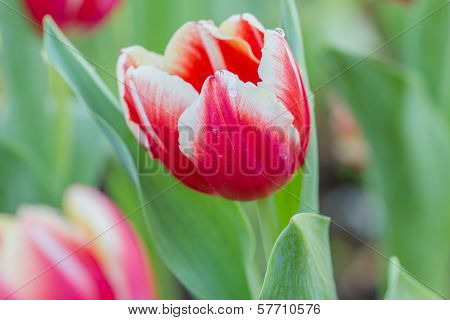Colorful Tulips Flower