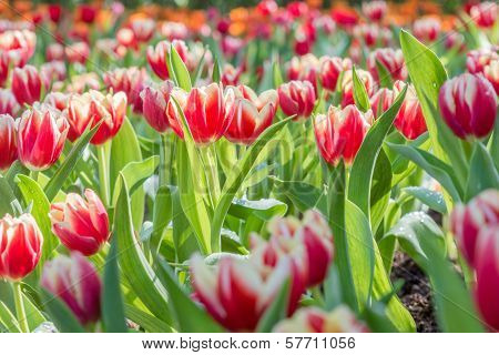 Colorful Tulips Flower