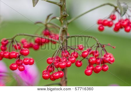 Closeup Image Of Red Berries