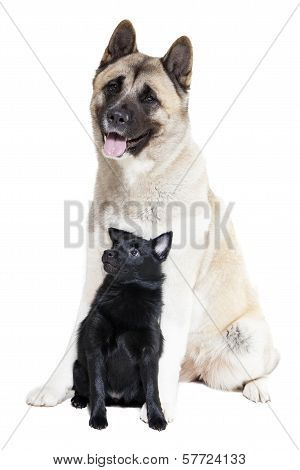 Schipperke And American Akita
