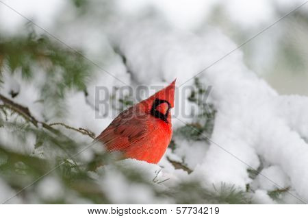 Northern Cardinal Perched In A Tree