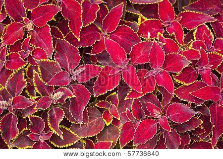 Red Coleus Plant Close Up