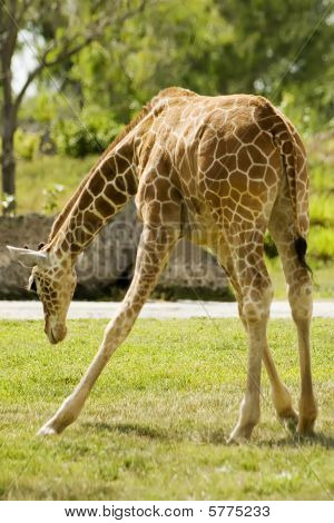 Giraffa