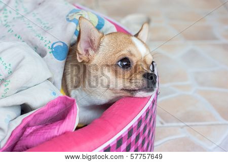 chihuahua sick