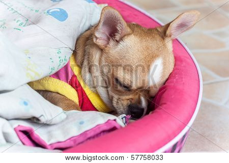 chihuahua sick