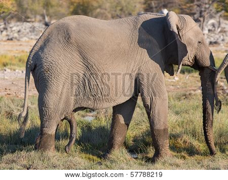 walking elephant
