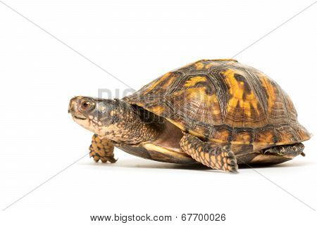Eastern Box Turtle
