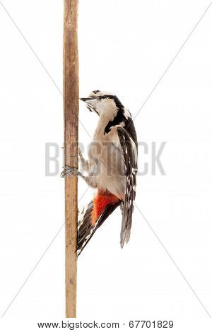 Great Spotted Woodpecker on white