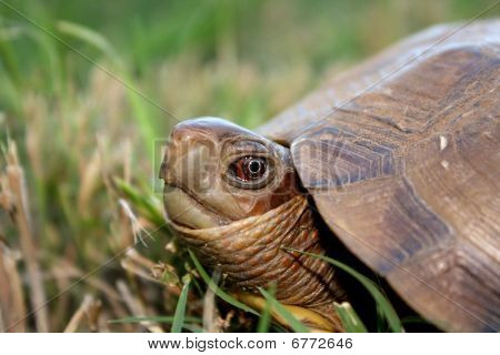 3Toeboxterrapene Carolina Triunguis