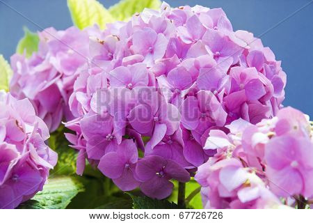 Mopheads (hydrangea Macrophylla)