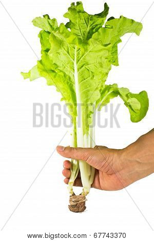 Fresh Green  Lettuce