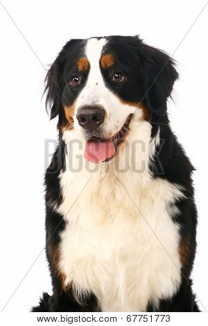 Bernese mountain dog on white