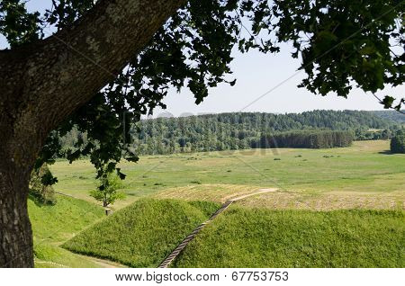 Maple Tree Trunk Leaves Landscape Of Hill Mound