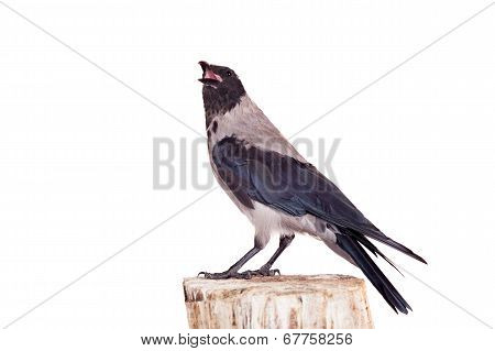 Hooded crow on white background