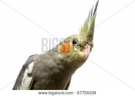 One cockatiel parakeet baby