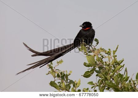 Red-collaerd Widowbird Sitting On Grass In Faded Colours In Morning Sun