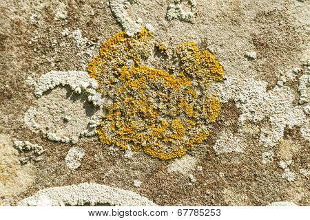 Yellow Scale Lichen, Xanthoria Parietina, Growing On An Old Gravestone. Close Up.