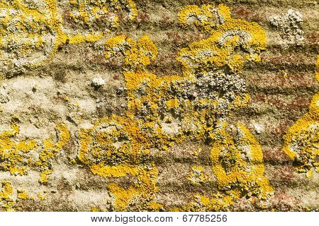 Yellow Scale Lichen, Xanthoria Parietina, Growing On An Old Gravestone. Close Up.
