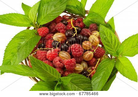 Agrus Mint Raspberry Currant