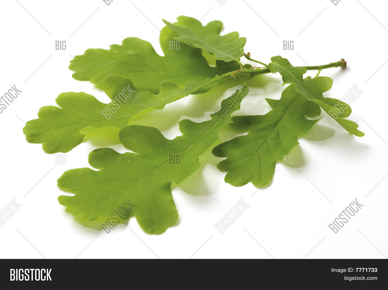 Image Preview