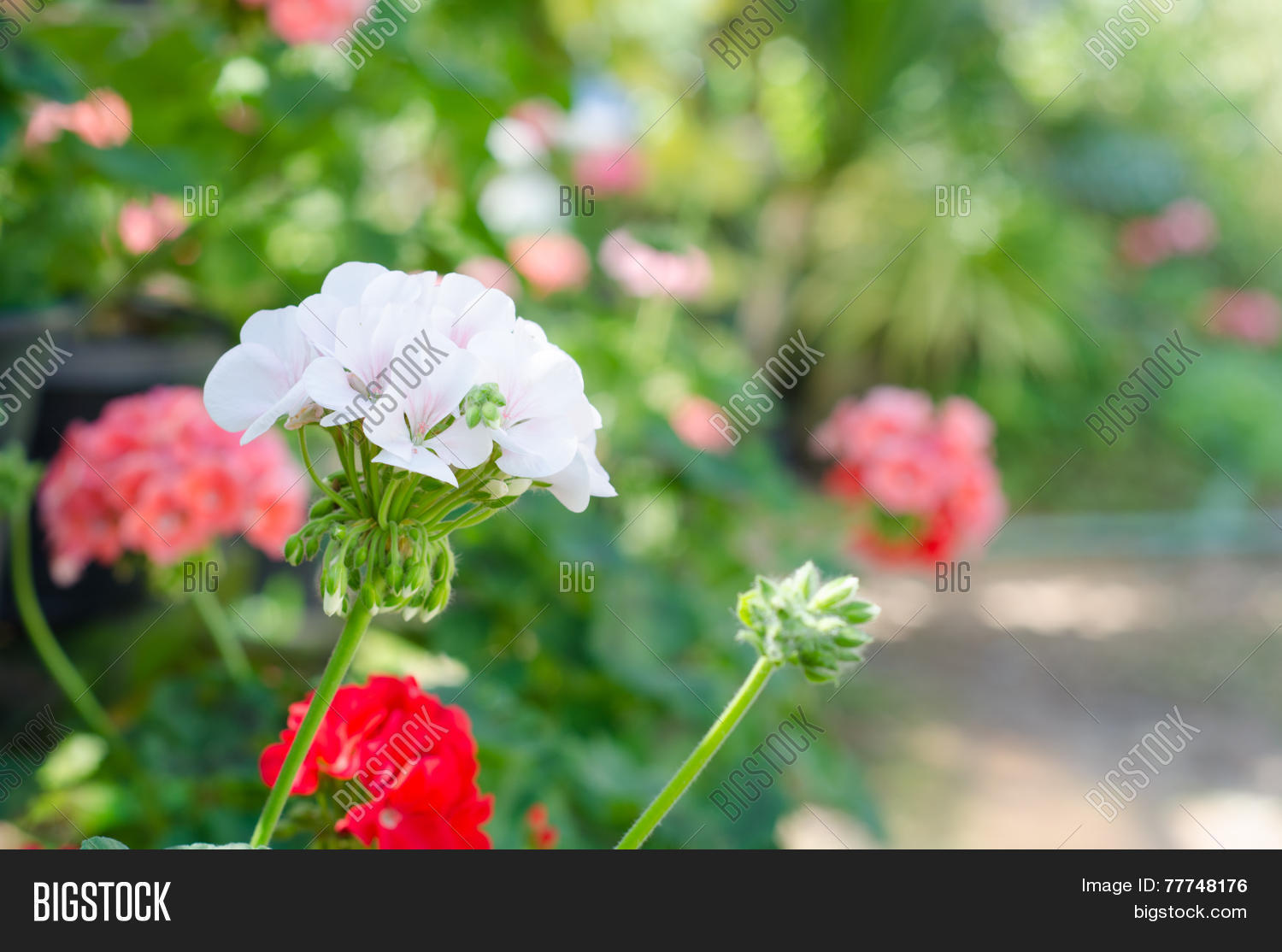Image Preview