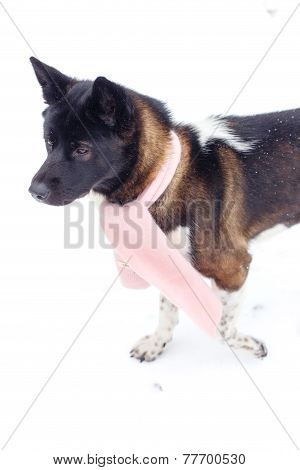Akita Dog Breed In The Winter With A Scarf