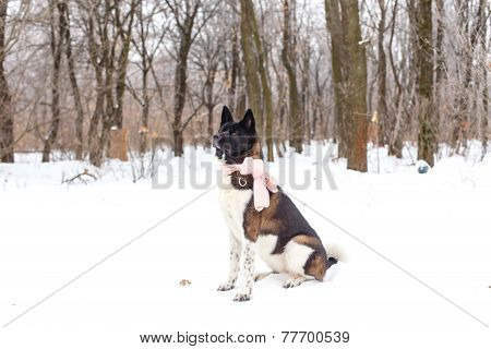 Akita Dog Breed In The Winter With A Scarf