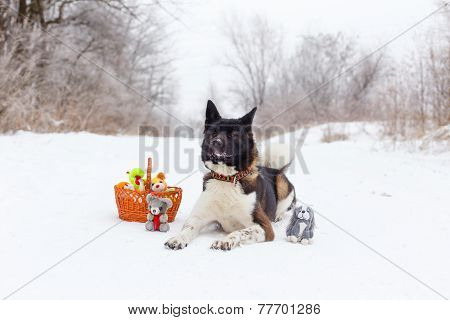 Akita Dog Breed Lies In The Snow With Toys