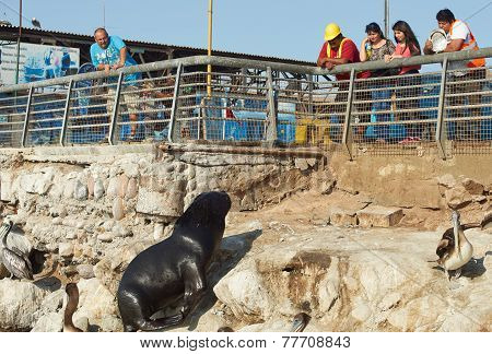 South American Sea Lions