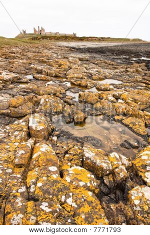 Dunstanburgh Castle a lišejníky