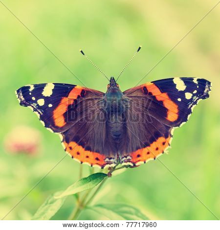 Red Admiral, Vanessa Atalanta