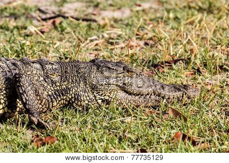 Portrait Of A Nile Crocodile