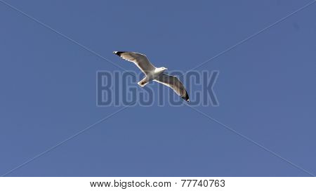 Seagull