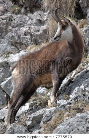 Capra di montagna