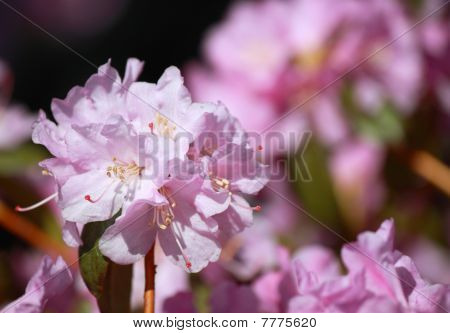 Violett Rhododendron