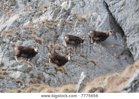 Gregge di capre di montagna