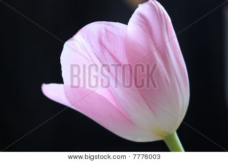 Morgen Tulpe