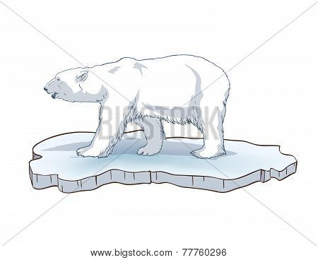 polar bear