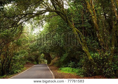 Laurel forest in Canary Islands, Spain, Europe