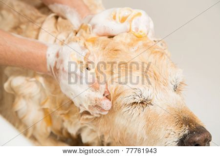 Bathing A Dog Golden Retriever