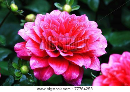 Dahlia flowers and buds