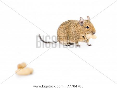 Pet Degu