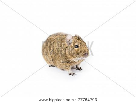 Cute Degu