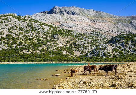 Cattle beside Cuber Reservoir in Mallorca