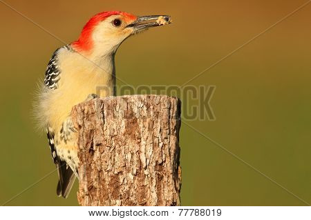 Woodpecker On A Tree Trunk