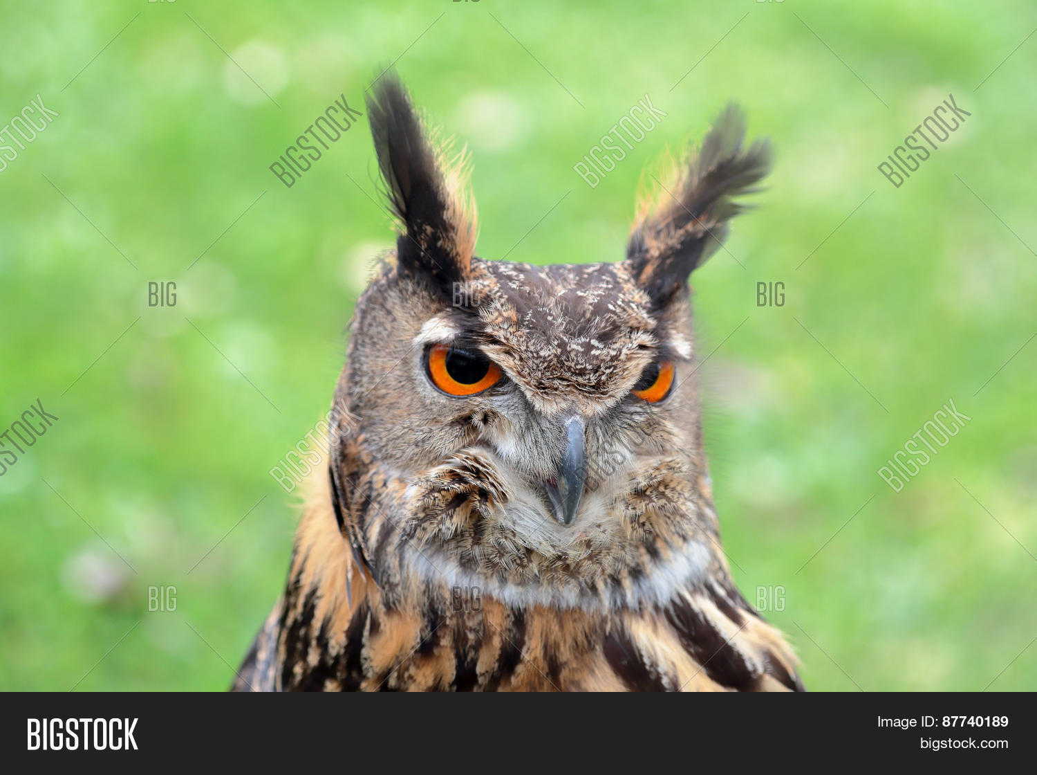 Image Preview