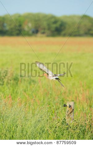bar-tailed godwit flying above meadows